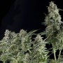 Auto Northern Lights Feminised  семена конопли: фото, характеристики, отзывы, описание