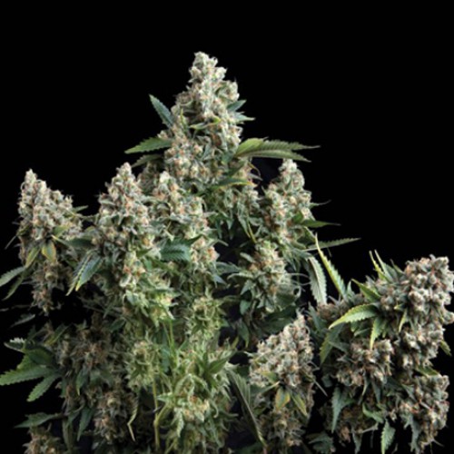 Auto Tutankhamon  семена конопли: фото, характеристики, отзывы, описание