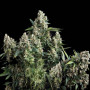 Auto Tutankhamon  семена конопли: фото, характеристики, отзывы, описание