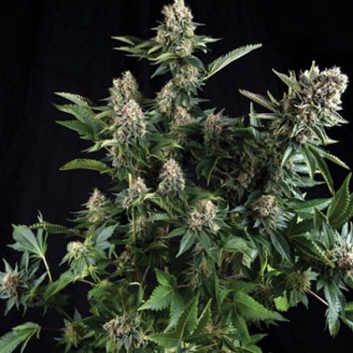 Auto White Widow Feminised (поштучно) семена конопли: фото, характеристики, отзывы, описание Auto White Widow Feminised (поштучно) семена конопли: фото, характеристики, отзывы, описание