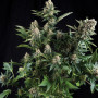 Auto White Widow Feminised (поштучно) семена конопли: фото, характеристики, отзывы, описание Auto White Widow Feminised (поштучно) семена конопли: фото, характеристики, отзывы, описание