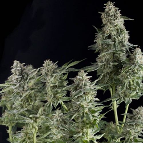 Northern Lights Feminised (поштучно) насіння конопель: фото, характеристики, відгуки, опис