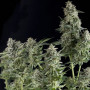 Northern Lights Feminised (поштучно) насіння конопель: фото, характеристики, відгуки, опис