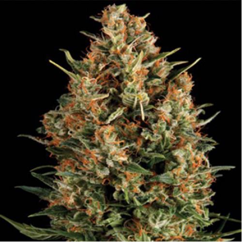 Wembley Feminised насіння конопель: фото, характеристики, відгуки, опис Wembley Feminised насіння конопель: фото, характеристики, відгуки, опис