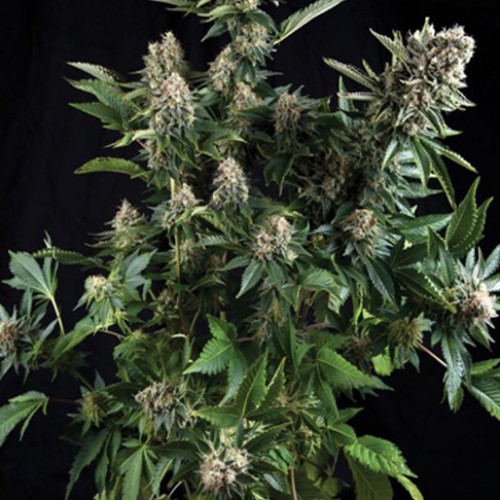 White Widow Feminised семена конопли: фото, характеристики, отзывы, описание White Widow Feminised семена конопли: фото, характеристики, отзывы, описание