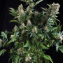 White Widow Feminised семена конопли: фото, характеристики, отзывы, описание White Widow Feminised семена конопли: фото, характеристики, отзывы, описание