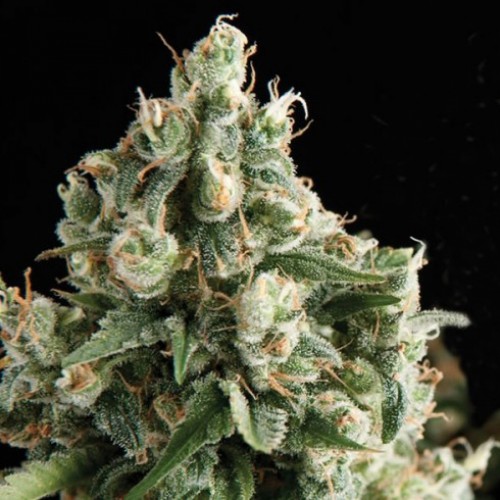 Auto Nefertiti Feminised семена конопли: фото, характеристики, отзывы, описание Auto Nefertiti Feminised семена конопли: фото, характеристики, отзывы, описание