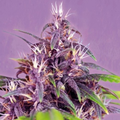 Auto Purple Feminised насіння конопель: фото, характеристики, відгуки, опис
