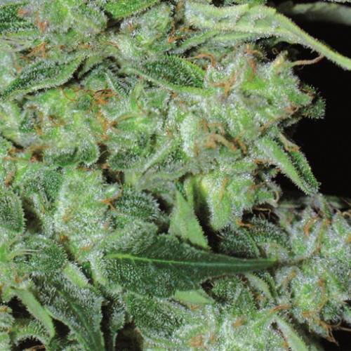 Nefertiti Feminised семена конопли: фото, характеристики, отзывы, описание Nefertiti Feminised семена конопли: фото, характеристики, отзывы, описание
