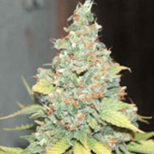 Wembley Feminised насіння конопель: фото, характеристики, відгуки, опис Wembley Feminised насіння конопель: фото, характеристики, відгуки, опис