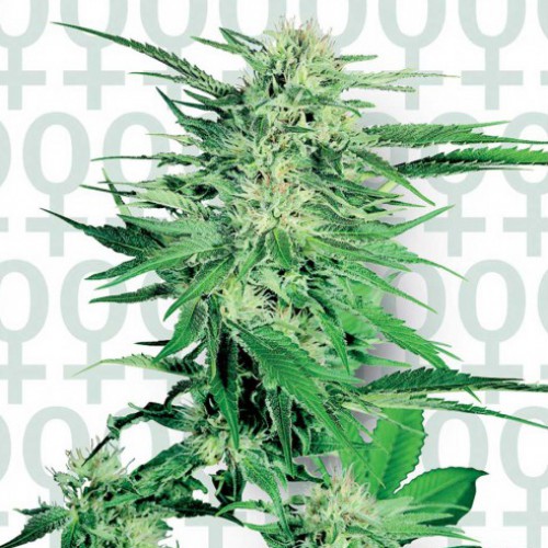 Big Bud Feminised насіння конопель: фото, характеристики, відгуки, опис Big Bud Feminised насіння конопель: фото, характеристики, відгуки, опис