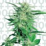 Big Bud Feminised насіння конопель: фото, характеристики, відгуки, опис Big Bud Feminised насіння конопель: фото, характеристики, відгуки, опис