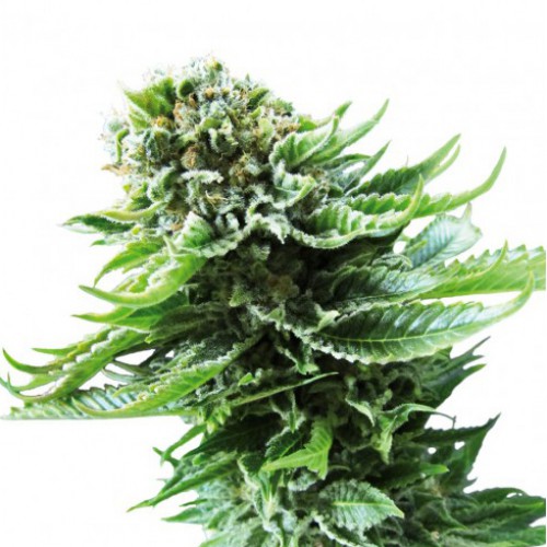 Auto Northern Lights Feminised семена конопли: фото, характеристики, отзывы, описание