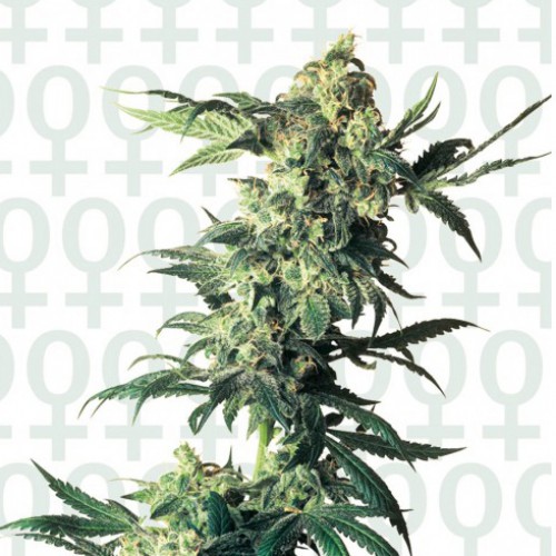 Northern Lights Feminised насіння конопель: фото, характеристики, відгуки, опис