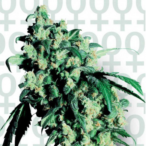 Super Skunk Feminised семена конопли: фото, характеристики, отзывы, описание Super Skunk Feminised семена конопли: фото, характеристики, отзывы, описание