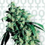 Super Skunk Feminised семена конопли: фото, характеристики, отзывы, описание Super Skunk Feminised семена конопли: фото, характеристики, отзывы, описание