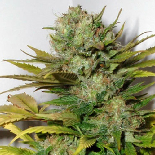 Super Skunk Feminised семена конопли: фото, характеристики, отзывы, описание Super Skunk Feminised семена конопли: фото, характеристики, отзывы, описание