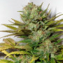 Super Skunk Feminised семена конопли: фото, характеристики, отзывы, описание Super Skunk Feminised семена конопли: фото, характеристики, отзывы, описание