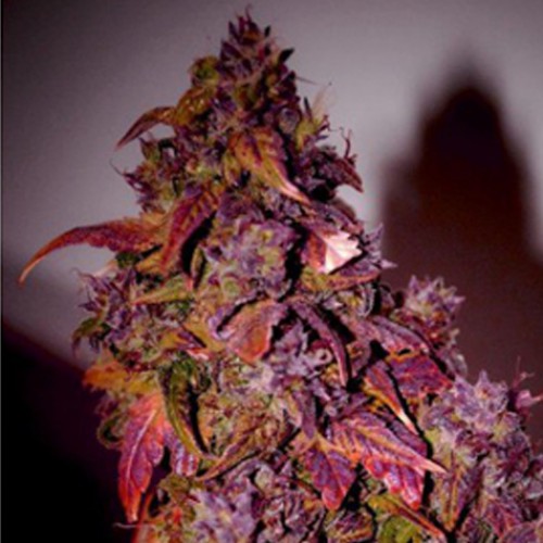 Auto Himalaya Blue Diesel Feminised семена конопли: фото, характеристики, отзывы, описание Auto Himalaya Blue Diesel Feminised семена конопли: фото, характеристики, отзывы, описание