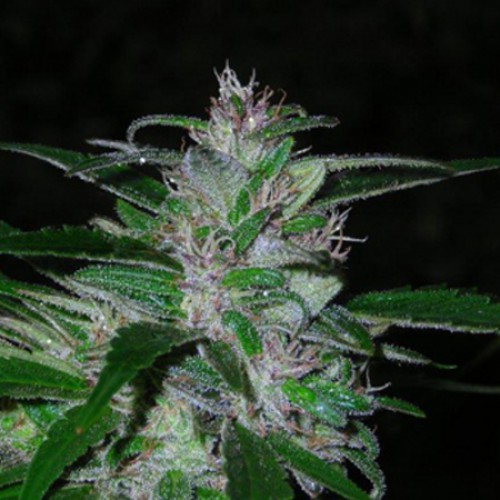 Auto Super Cali Haze Feminised семена конопли: фото, характеристики, отзывы, описание