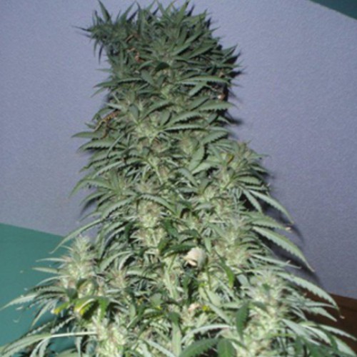 Auto Super Stinky Feminised насіння конопель: фото, характеристики, відгуки, опис