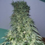 Auto Super Stinky Feminised насіння конопель: фото, характеристики, відгуки, опис