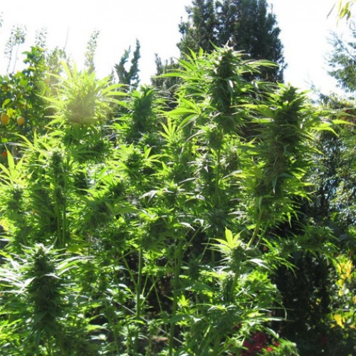 Auto Assassin Feminised семена конопли: фото, характеристики, отзывы, описание