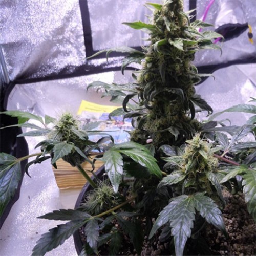 Auto Dr. Feelgood насіння конопель: фото, характеристики, відгуки, опис