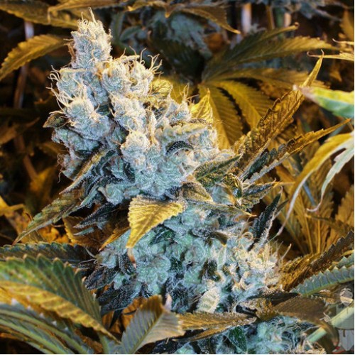 Auto Himalaya Blue Diesel Feminised семена конопли: фото, характеристики, отзывы, описание Auto Himalaya Blue Diesel Feminised семена конопли: фото, характеристики, отзывы, описание
