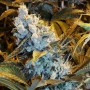 Auto Himalaya Blue Diesel Feminised семена конопли: фото, характеристики, отзывы, описание Auto Himalaya Blue Diesel Feminised семена конопли: фото, характеристики, отзывы, описание