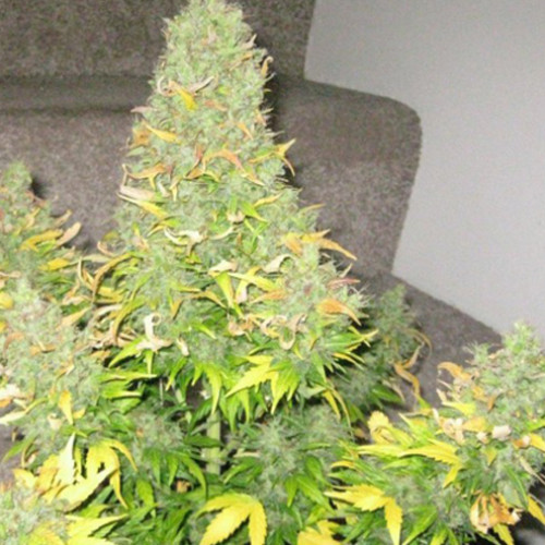 Auto Onyx семена конопли: фото, характеристики, отзывы, описание