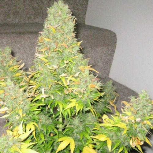 Auto Super Stinky Feminised насіння конопель: фото, характеристики, відгуки, опис