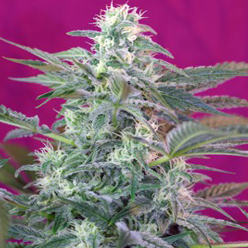 Big Foot Feminised семена конопли: фото, характеристики, отзывы, описание