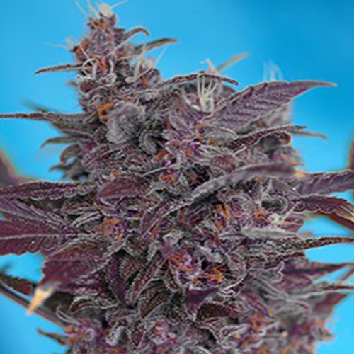 Auto Black Cream Feminised семена конопли: фото, характеристики, отзывы, описание Auto Black Cream Feminised семена конопли: фото, характеристики, отзывы, описание