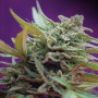 Auto Black Jack Feminized насіння конопель: фото, характеристики, відгуки, опис Auto Black Jack Feminized насіння конопель: фото, характеристики, відгуки, опис