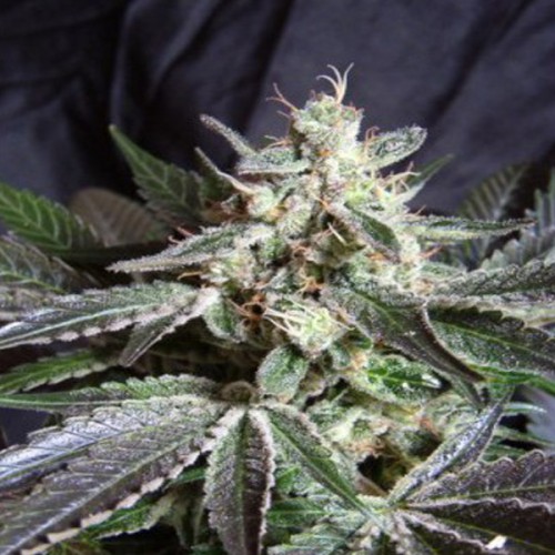 Black Jack Feminised семена конопли: фото, характеристики, отзывы, описание