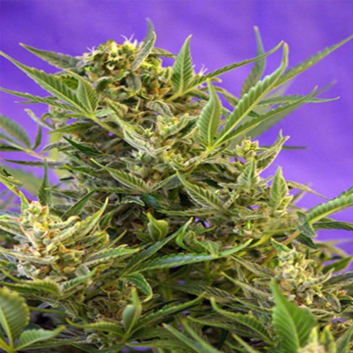 Double White Feminised насіння конопель: фото, характеристики, відгуки, опис