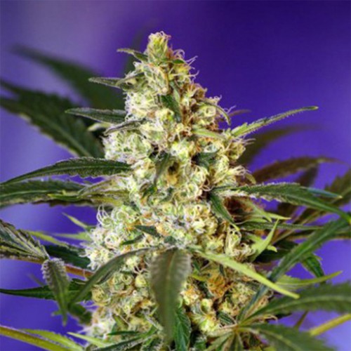 Auto Fast Bud #2 Feminised семена конопли: фото, характеристики, отзывы, описание Auto Fast Bud #2 Feminised семена конопли: фото, характеристики, отзывы, описание