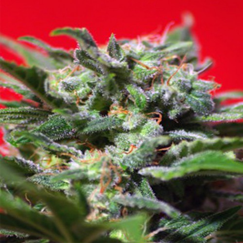 Ganesh Spirit Feminised насіння конопель: фото, характеристики, відгуки, опис Ganesh Spirit Feminised насіння конопель: фото, характеристики, відгуки, опис