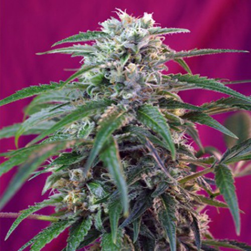 Auto Green Poison Feminised насіння конопель: фото, характеристики, відгуки, опис