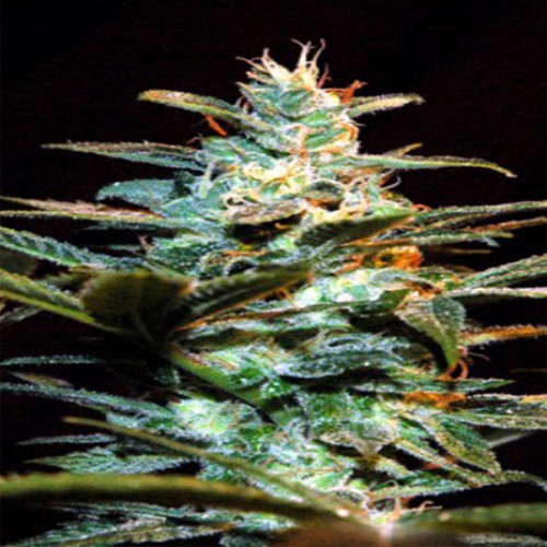Ice Cool Feminised насіння конопель: фото, характеристики, відгуки, опис