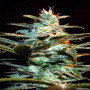 Ice Cool Feminised насіння конопель: фото, характеристики, відгуки, опис