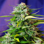 Auto Jack 47 Feminised насіння конопель: фото, характеристики, відгуки, опис