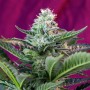Auto Mohan Ram Feminised семена конопли: фото, характеристики, отзывы, описание