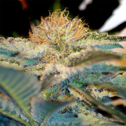 Mohan Ram Feminised насіння конопель: фото, характеристики, відгуки, опис Mohan Ram Feminised насіння конопель: фото, характеристики, відгуки, опис