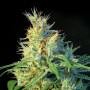 Psicodelicia Feminised насіння конопель: фото, характеристики, відгуки, опис