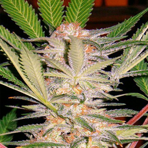 S.A.D. Feminised семена конопли: фото, характеристики, отзывы, описание