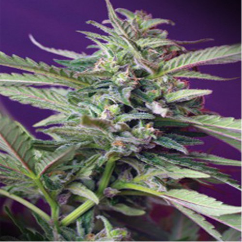Auto S.A.D. Feminised насіння конопель: фото, характеристики, відгуки, опис