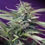 Auto S.A.D. Feminised насіння конопель: фото, характеристики, відгуки, опис