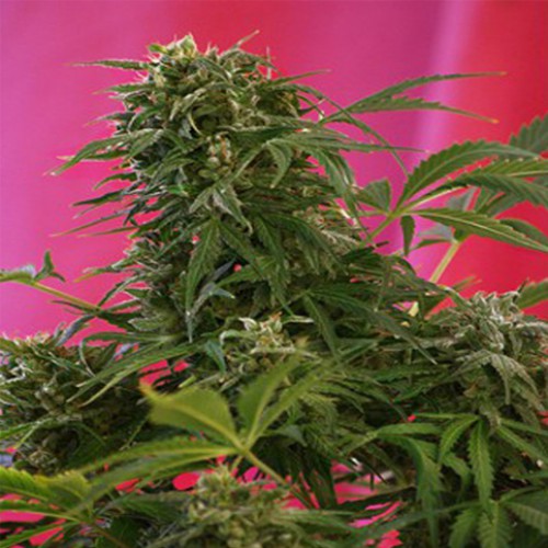 Snow Fruit Feminised семена конопли: фото, характеристики, отзывы, описание Snow Fruit Feminised семена конопли: фото, характеристики, отзывы, описание